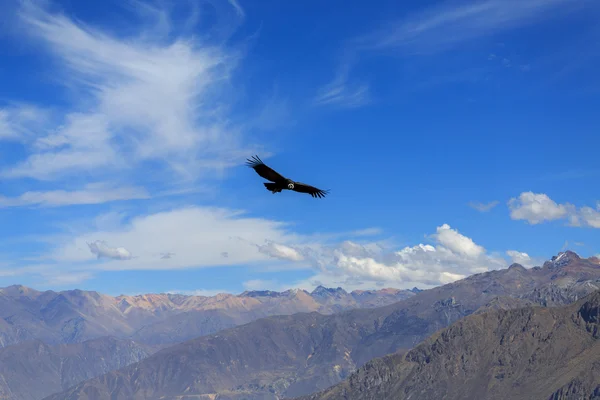 El cañón Colca es el más profundo del mundo —  Fotos de Stock