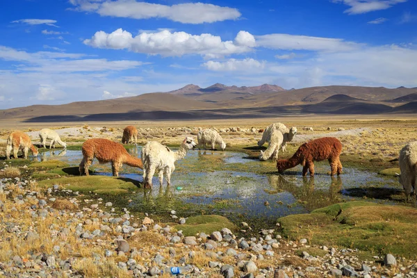 Lamas Andes Arequipa ve Colca Kanyonu yakınlarında — Stok fotoğraf