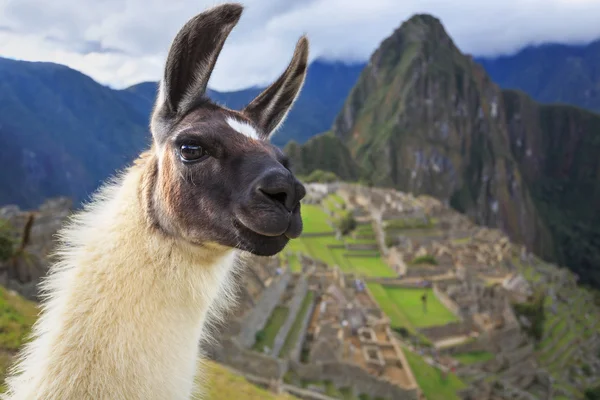 Machu Picchu, Peru, wpisanego na listę Światowego Dziedzictwa UNESCO. Jednym z nowych S — Zdjęcie stockowe