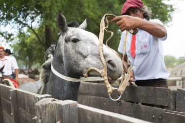 San Antonio De Areco, Buenos Aires, Arjantin - Kasım 29: Gauchos 