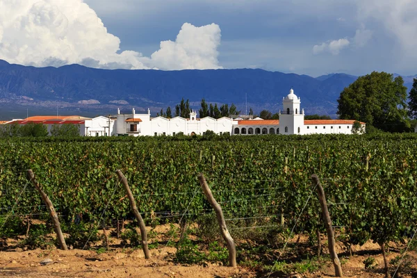 Viñedos, Argentina — Foto de Stock