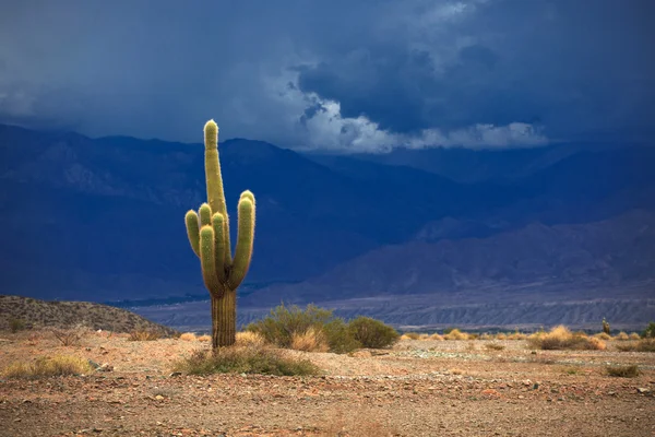 Cactus. Parcul Național Los Cardones din nordul Argentinei — Fotografie, imagine de stoc