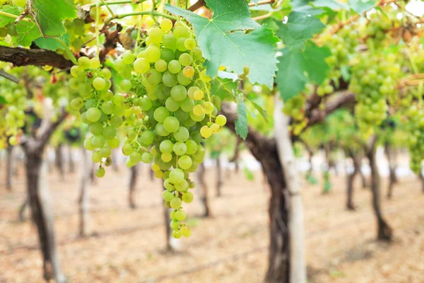 Viñedos, Argentina — Foto de Stock