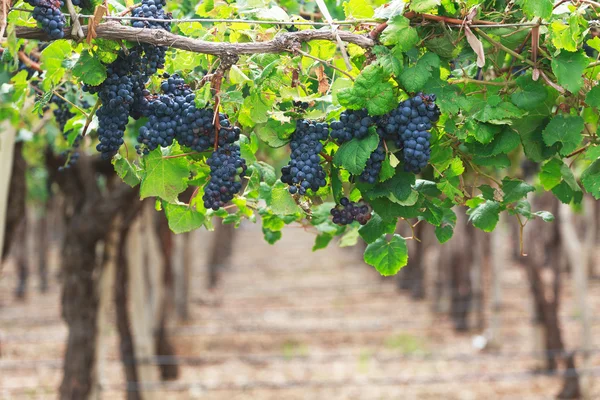 Viñedos, Argentina — Foto de Stock