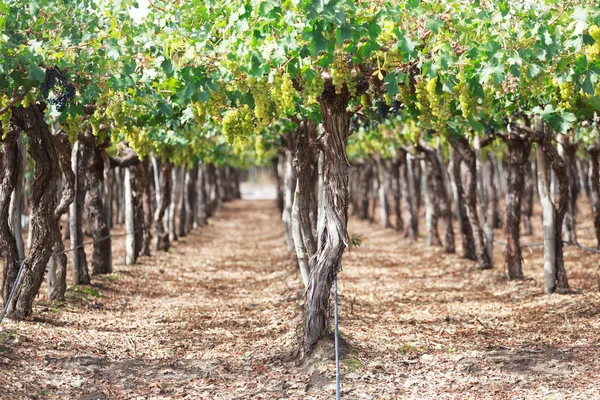 Viñedos, Argentina — Foto de Stock