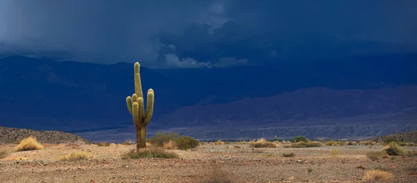 Kaktus. Los Cardones národní park v severní Argentině — Stock fotografie