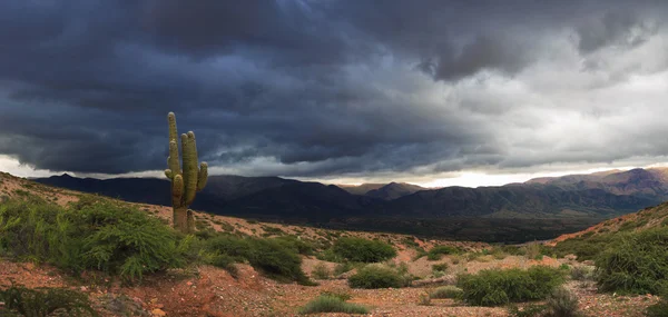 Kaktus. Los Cardones national park w północnej Argentynie — Zdjęcie stockowe