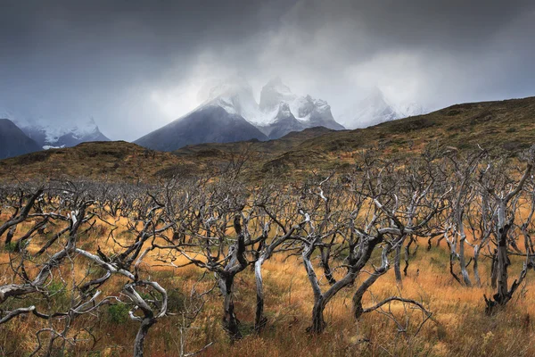 Εθνικό Πάρκο Torres del Paine, Παταγονία, Χιλή — Φωτογραφία Αρχείου