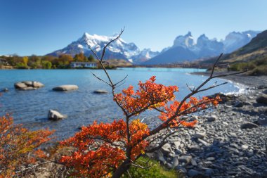 Milli Parkı Torres del Paine, Patagonia, Şili