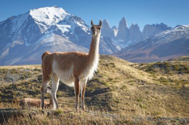 Çok Milli Parkı Torres del Paine, Patagonia, Şili