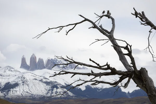 Torres del Paine National Park, Patagonia, Chile — Stock Photo, Image