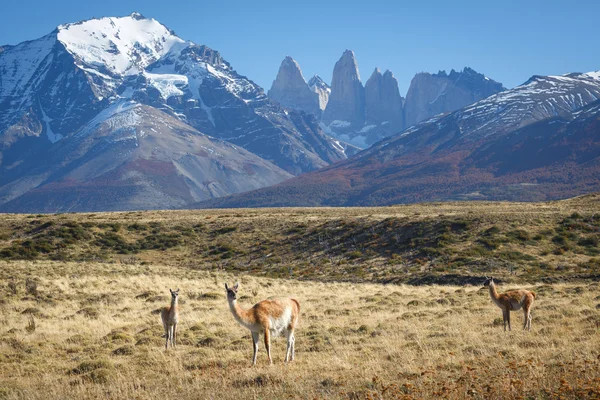 Guanako v národním parku Torres del Paine, Patagonie, Chile — Stock fotografie