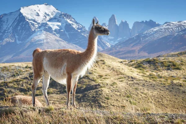 Çok Milli Parkı Torres del Paine, Patagonia, Şili