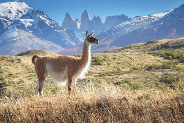 Guanaco no Parque Nacional Torres del Paine, Patagônia, Chile — Fotografia de Stock