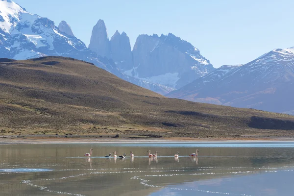 Nemzeti Park Torres del Paine, Patagónia, Chile — Stock Fotó