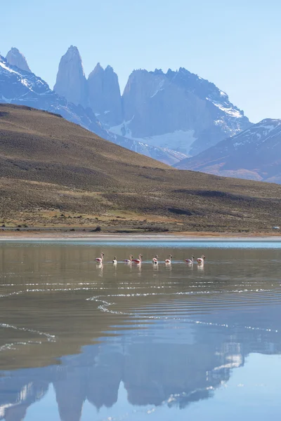 National Park Torres del Paine, Patagonia, Chile — Stock Photo, Image