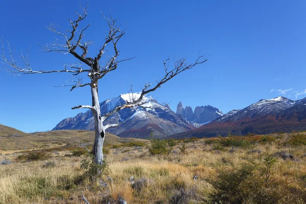 National park Torres del Paine, Patagonia, Chile Royalty Free Stock Images