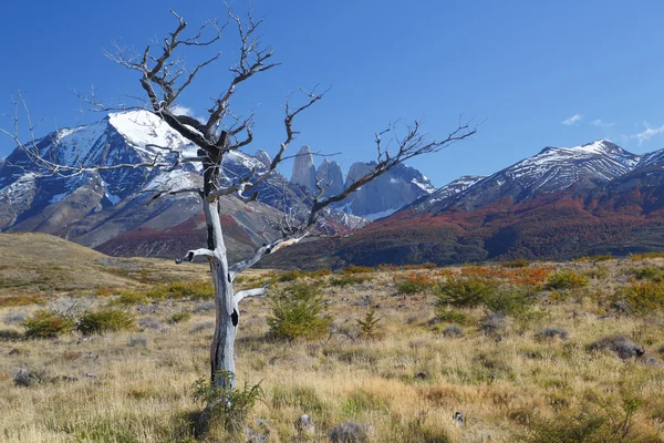 National park Torres del Paine, Patagonia, Chile Royalty Free Stock Images