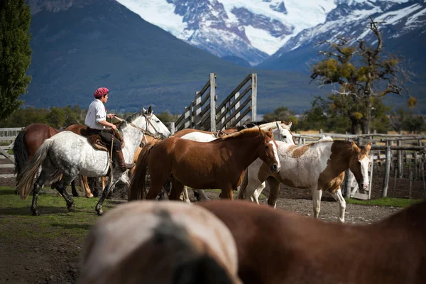 El Chalten, Mount Fitz Roy, Argentina - 22 mars: Gaucho i Pata — Stockfoto