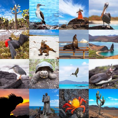 Set of famous places and animals of Galapagos Islands, Ecuador clipart