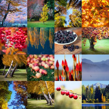 landscapes, fruit, berries and leaves of autumn