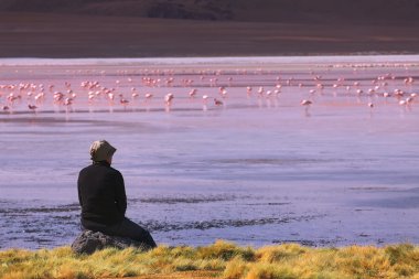 Pink flamingoes in lagoon Colorada, Altiplano, Bolivia clipart