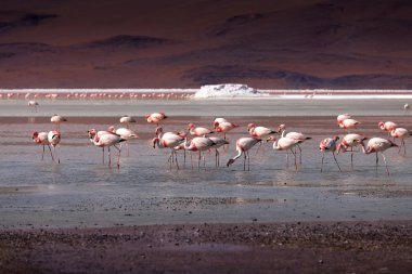 Pembe flamingoları lagün Colorada, Altiplano, Bolivya