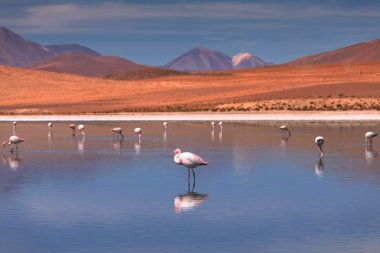 Pembe flamingoları lagün Colorada, Altiplano, Bolivya