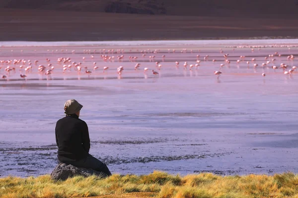 Flamants roses en Beni, la Bolivie — Photo