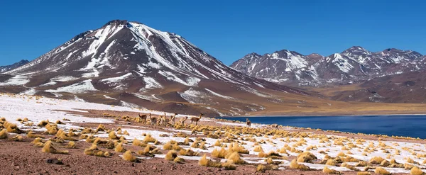 Λιμνοθάλασσα Miscanti, έρημος Atacama, ΧΙΛΗ — Φωτογραφία Αρχείου