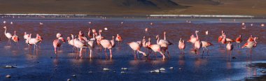 Pembe flamingoları lagün Colorada, Altiplano, Bolivya
