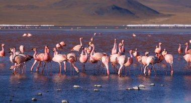 Pembe flamingoları lagün Colorada, Altiplano, Bolivya