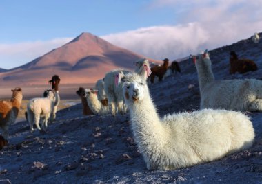 Llamas laguna Colorada, Altiplano, Bolivya üzerinde