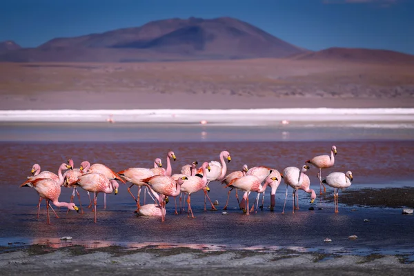 Różowe flamingi w Laguna Colorada, Altiplano w Boliwii — Zdjęcie stockowe