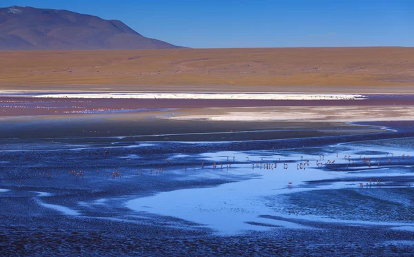 Pink flamingoes in lagoon Colorada, Altiplano, Bolivia — Stock Photo, Image