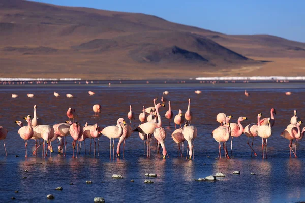 Pink flamingoes in lagoon Colorada, Altiplano, Bolivia — Stock Photo, Image