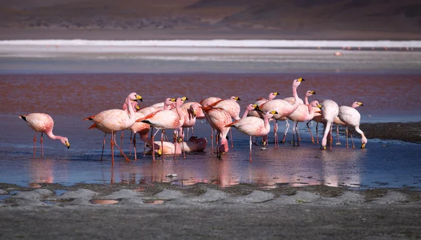 Pembe flamingoları lagün Colorada, Altiplano, Bolivya