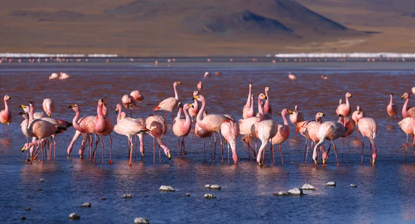 Flamencos rosados en Chuquisaca, Bolivia — Foto de Stock