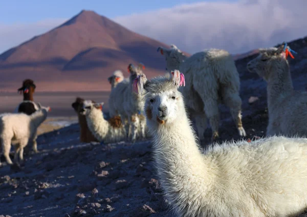 Llamas na laguna Colorada, Altiplano, Bolívia — Fotografia de Stock