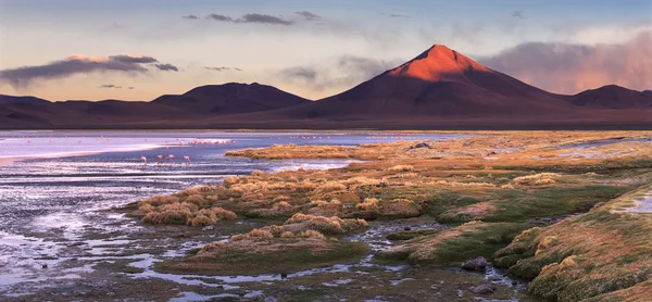 Лагуна Колорада и вулкан Пабеллон, Альтиплано, Боливия — стоковое фото