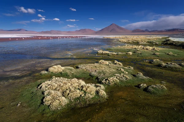 Laguna di Colorada e il vulcano Pabellon, Altiplano, Bolivia — Foto Stock