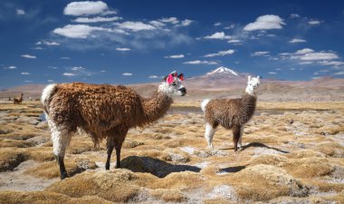 Lamas, Altiplano, Bolivia clipart