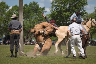 SAN ANTONIO DE ARECO, PROVINCE BUENOS AIRES, ARGENTINA - NOV 07: