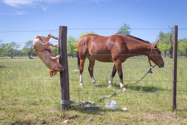 SAN ANTONIO DE ARECO, PROVINCE BUENOS AIRES, ARGENTINA - NOV 07: — Φωτογραφία Αρχείου