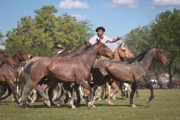 SAN ANTONIO DE ARECO, PROVINCE BUENOS AIRES, ARGENTINA - NOV 07: — 스톡 사진