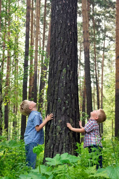 Дети, обнимающие дерево — стоковое фото