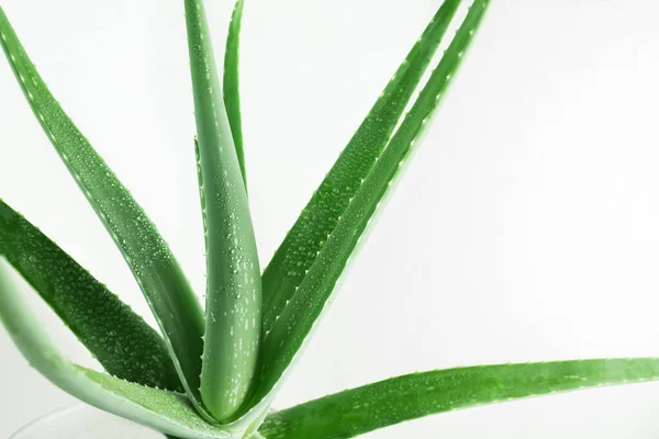 Aloe Vera Rostlina Bílé Keramické Hrnce Zblízka Čerstvé Zelené Listy — Stock fotografie