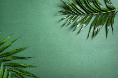 Palmiye yaprakları yeşil arka planda, üst manzara, kopyalama alanı. Yeşil egzotik bitki yeşilliği yaratıcı tasarım.