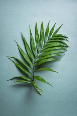 Mavi arka planda palmiye yaprağı, üst manzara. Yeşil egzotik bitki yeşilliği yaratıcı tasarım.
