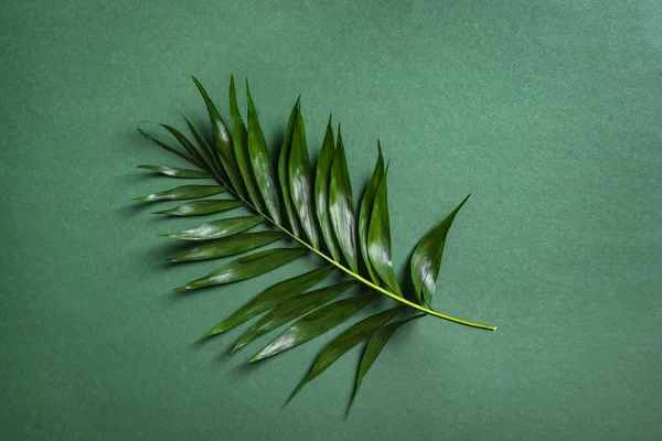 Yeşil Arka Planda Palmiye Yaprağı Üst Manzara Yeşil Egzotik Bitki — Stok fotoğraf